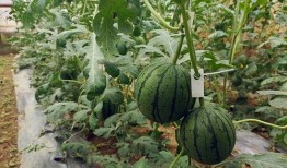 小驰娱乐吃瓜,揭秘娱乐圈最新吃瓜事件，带你领略明星幕后故事